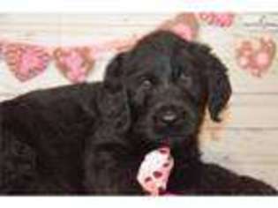 Labradoodle Puppy for sale in Youngstown, OH, USA