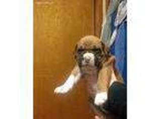 Boxer Puppy for sale in Jefferson, WI, USA