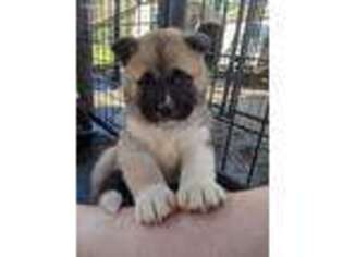Akita Puppy for sale in Pickens, SC, USA