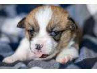 Pembroke Welsh Corgi Puppy for sale in Ozark, MO, USA
