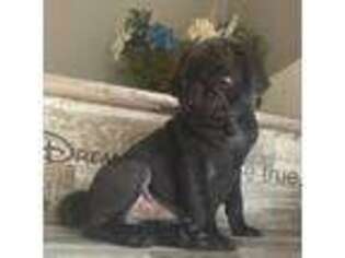 Pug Puppy for sale in Winter Haven, FL, USA