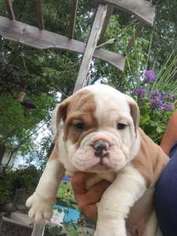 Bulldog Puppy for sale in Minot, ND, USA