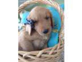 Golden Retriever Puppy for sale in Simpsonville, KY, USA