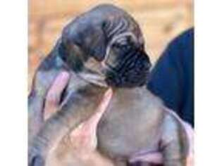 Boerboel Puppy for sale in Greeneville, TN, USA