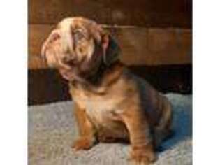 Bulldog Puppy for sale in Wasco, CA, USA