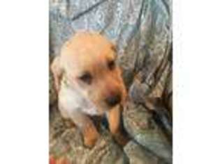 Labrador Retriever Puppy for sale in Jasonville, IN, USA