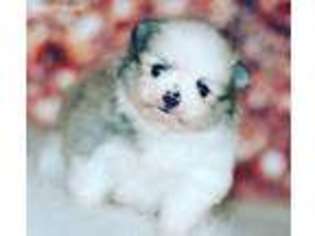 Pomeranian Puppy for sale in Tonganoxie, KS, USA