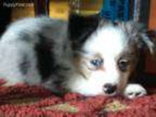 Miniature Australian Shepherd Puppy for sale in Alamogordo, NM, USA