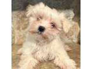 Maltese Puppy for sale in Bowersville, GA, USA
