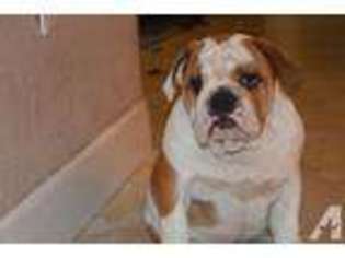 Bulldog Puppy for sale in POMPANO BEACH, FL, USA