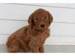 Goldendoodle Puppy for sale in Hicksville, OH, USA