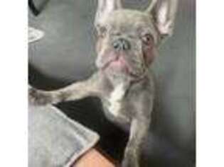 French Bulldog Puppy for sale in Lancaster, MO, USA
