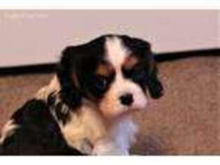 Cavalier King Charles Spaniel Puppy for sale in Vian, OK, USA