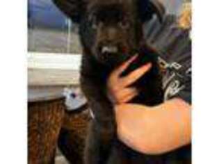 German Shepherd Dog Puppy for sale in Algona, IA, USA