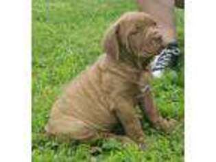 Neapolitan Mastiff Puppy for sale in Carthage, MO, USA