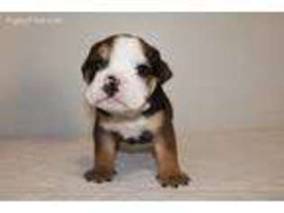 Bulldog Puppy for sale in Kaneohe, HI, USA