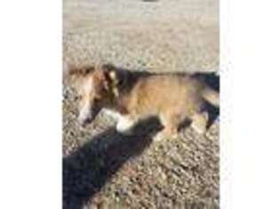 Shetland Sheepdog Puppy for sale in Upland, CA, USA