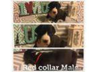 Great Dane Puppy for sale in Summerville, GA, USA