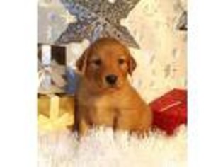 Golden Retriever Puppy for sale in Loudonville, OH, USA