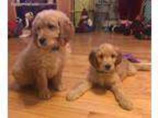 Goldendoodle Puppy for sale in Exeter, ME, USA