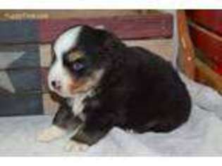 Miniature Australian Shepherd Puppy for sale in Sutton, WV, USA