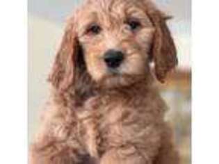 Goldendoodle Puppy for sale in Chariton, IA, USA
