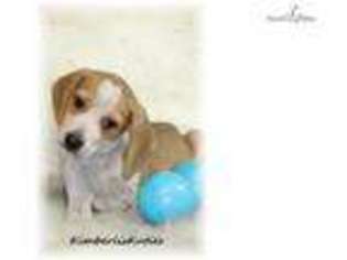 Beagle Puppy for sale in Fort Worth, TX, USA