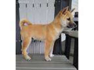 Shiba Inu Puppy for sale in Lovington, IL, USA