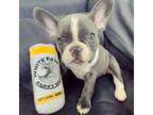 French Bulldog Puppy for sale in New Holland, SD, USA