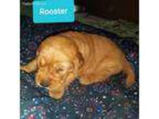 Golden Retriever Puppy for sale in Augusta, GA, USA