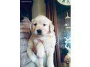 Golden Retriever Puppy for sale in Royse City, TX, USA