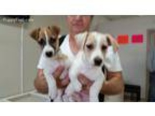 Jack Russell Terrier Puppy for sale in Pelham, NH, USA