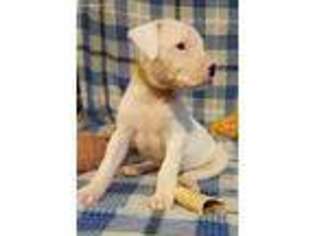 Dogo Argentino Puppy for sale in Holden, MO, USA