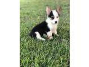 Pembroke Welsh Corgi Puppy for sale in Snow Hill, NC, USA