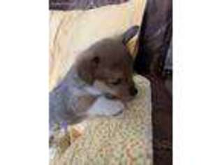 Pembroke Welsh Corgi Puppy for sale in Clinton, TN, USA