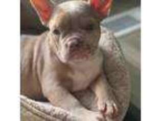 French Bulldog Puppy for sale in Troutdale, OR, USA