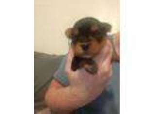 Yorkshire Terrier Puppy for sale in Indian Trail, NC, USA
