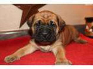 Mastiff Puppy for sale in Maryville, MO, USA
