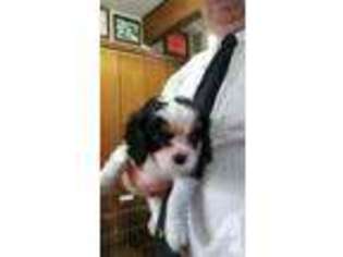 Cavalier King Charles Spaniel Puppy for sale in ASHLAND, OH, USA