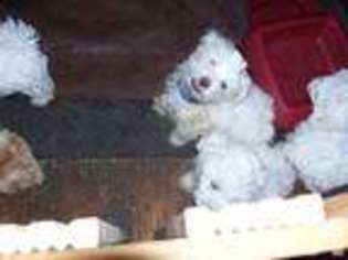Maltese Puppy for sale in REDDING, CA, USA