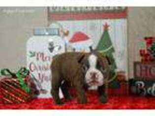 Boston Terrier Puppy for sale in Bonham, TX, USA