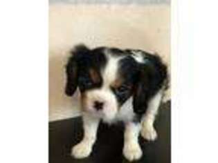Cavalier King Charles Spaniel Puppy for sale in Corryton, TN, USA