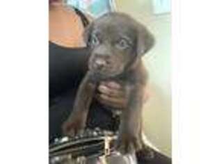 Labradoodle Puppy for sale in Delmar, MD, USA