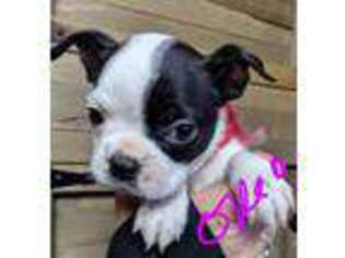 Boston Terrier Puppy for sale in Rocky Ford, CO, USA