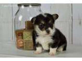 Pembroke Welsh Corgi Puppy for sale in Atwood, IL, USA