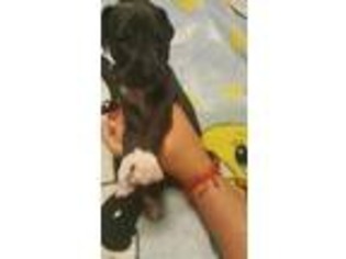 Great Dane Puppy for sale in Providence, RI, USA