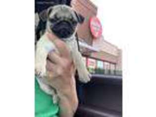 Pug Puppy for sale in Birmingham, AL, USA
