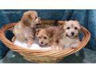 Yorkshire Terrier Puppy for sale in Clearwater, FL, USA