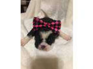 Bulldog Puppy for sale in Centerton, AR, USA