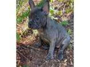 French Bulldog Puppy for sale in Wolf Creek, OR, USA